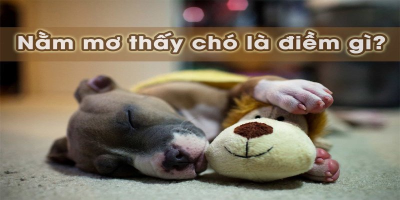 Giải mã điềm báo trong mơ thấy chó theo soi cầu 24h